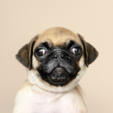 A photo of a pug